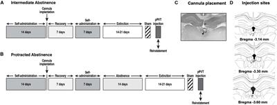Cocaine-Seeking Behavior Induced by Orexin A Administration in the Posterior Paraventricular Nucleus of the Thalamus Is Not Long-Lasting: Neuroadaptation of the Orexin System During Cocaine Abstinence